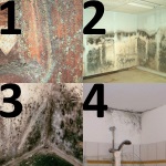 4 Types Common Mold