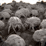 Eliminate dust mites in Wisconsin