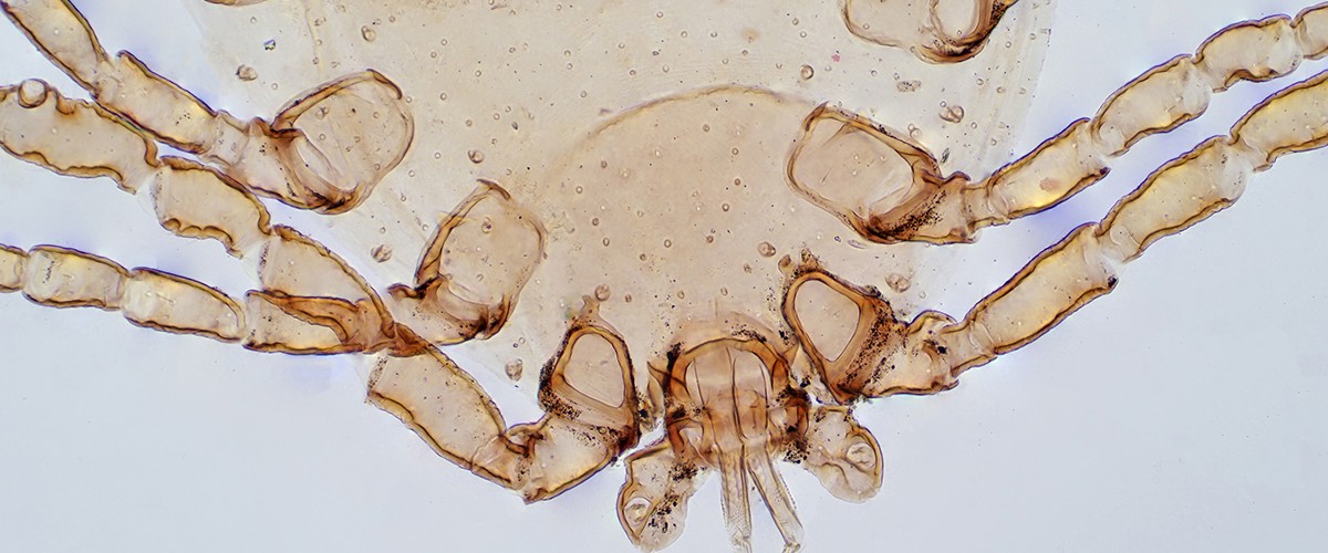 Eliminate dust mites in Wisconsin